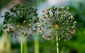 24 Blume-D34_8236-Kopie